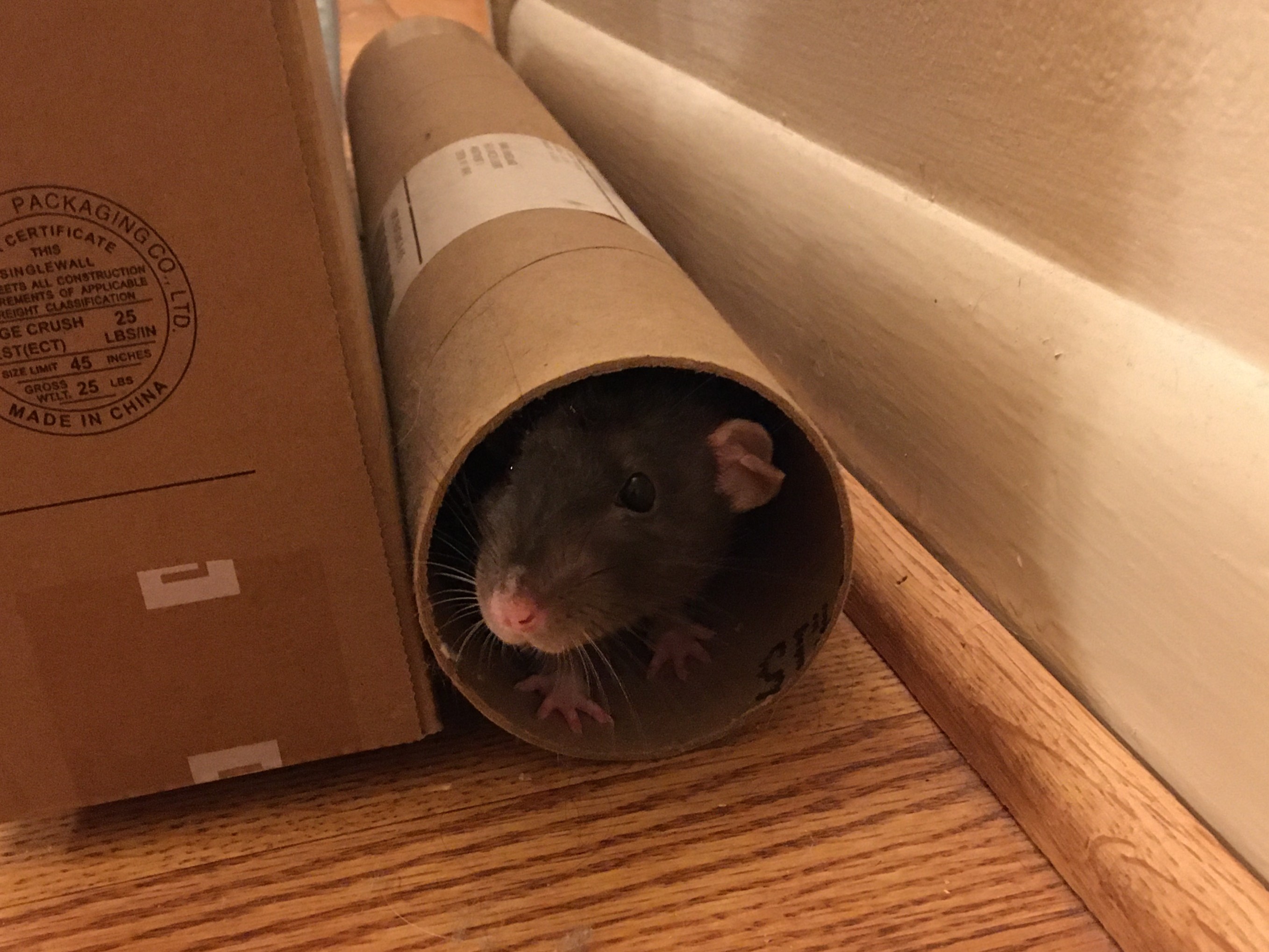 a dark gray rat peering out of a cardboard tube